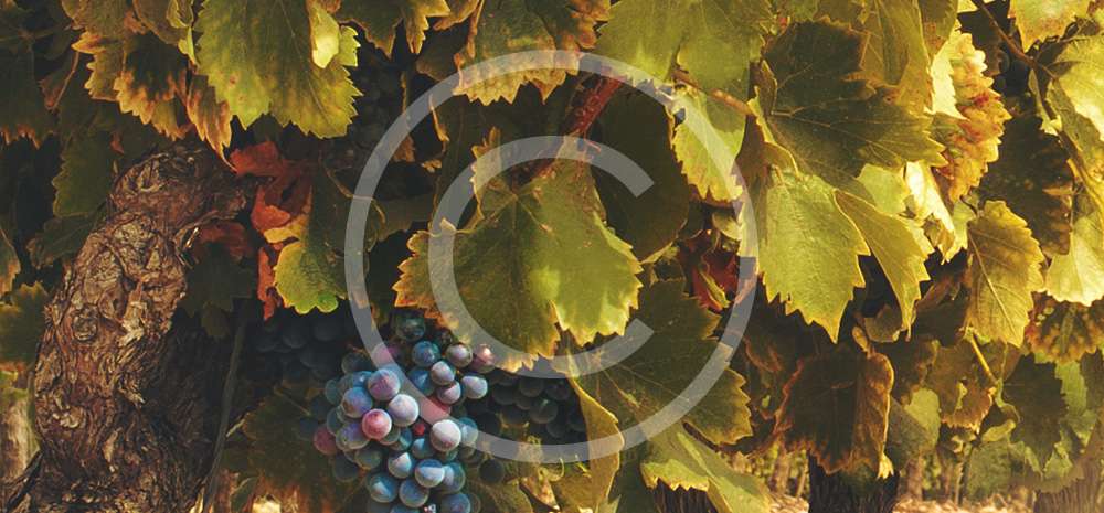 A License Farm Winery Produce Wines On Site Champagne Lamblot Perseval A License Farm Winery Produce Wines On Site Champagne Lamblot Perseval